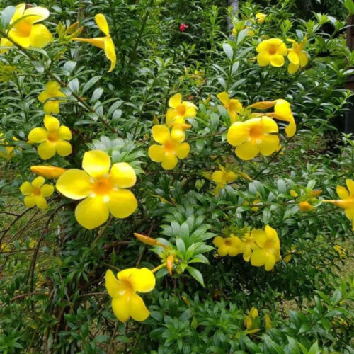 native Florida privacy shrubs for coastal homes