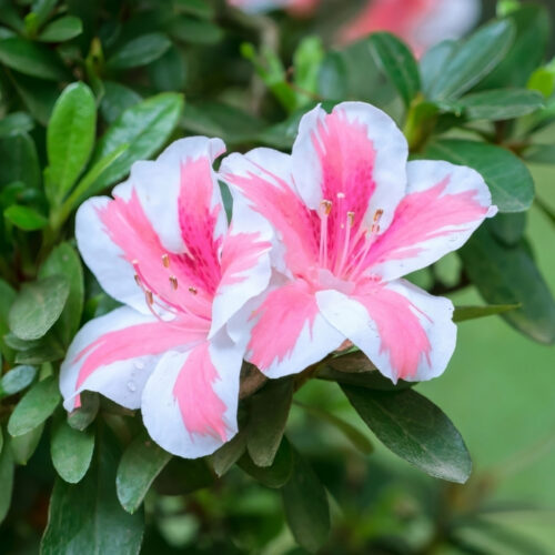 native Florida privacy shrubs for coastal homes