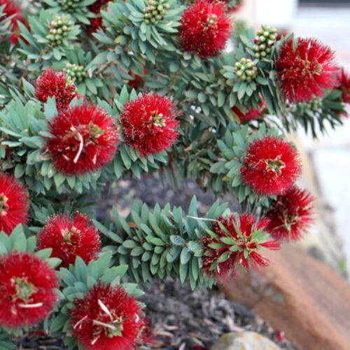 native Florida privacy shrubs for coastal homes