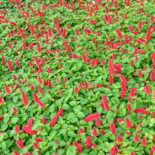 coastal foundation plants for Florida homes