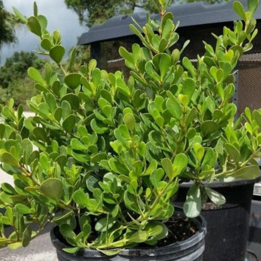 native Florida privacy shrubs for coastal homes