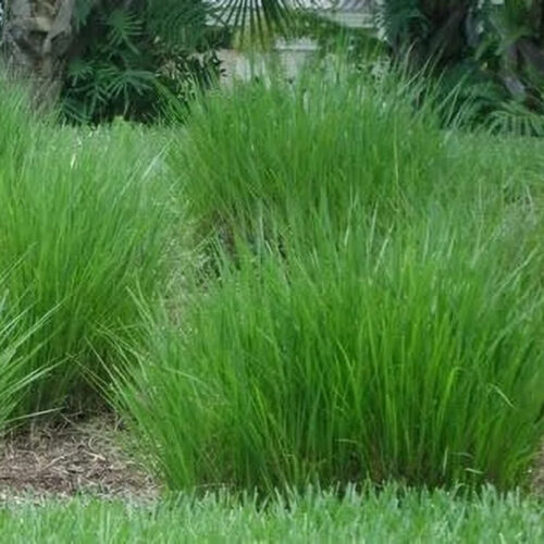 premium landscaping plants near me