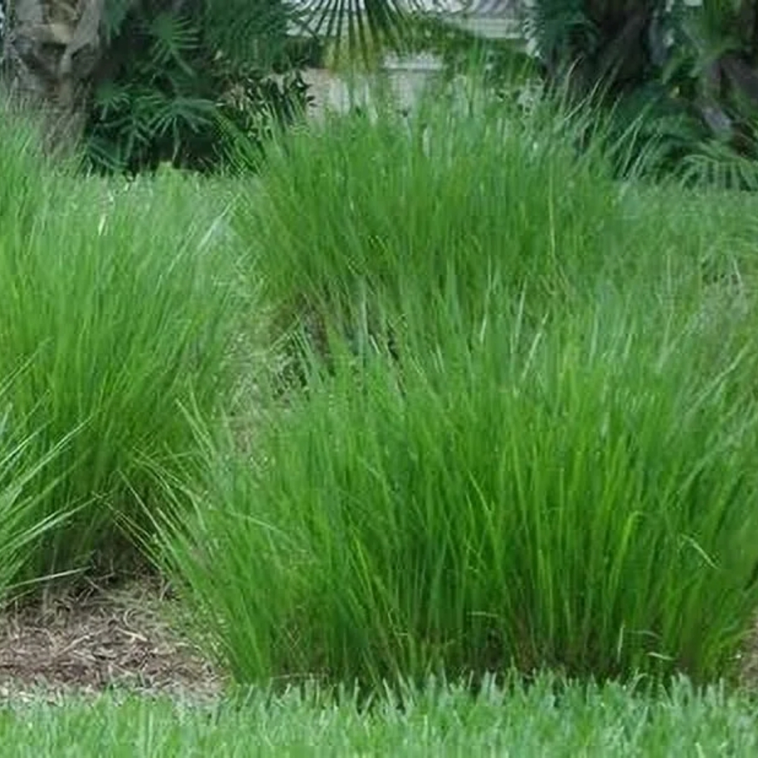 premium landscaping plants near me
