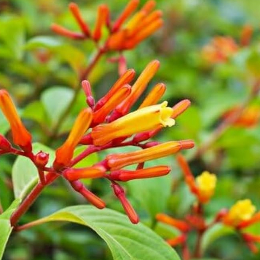 tropical garden center Lakewood Ranch