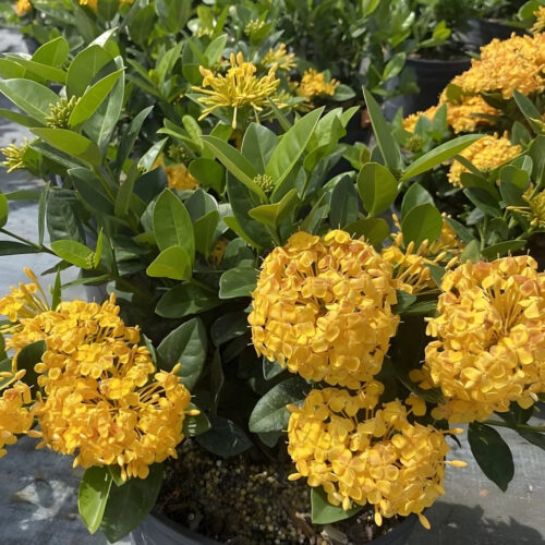 tropical garden center Lakewood Ranch