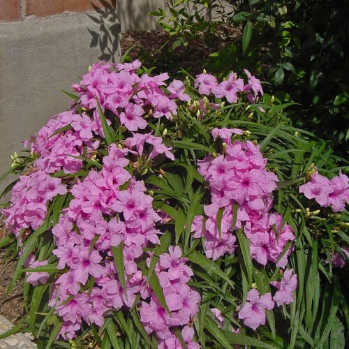 premium garden center with delivery Sarasota
