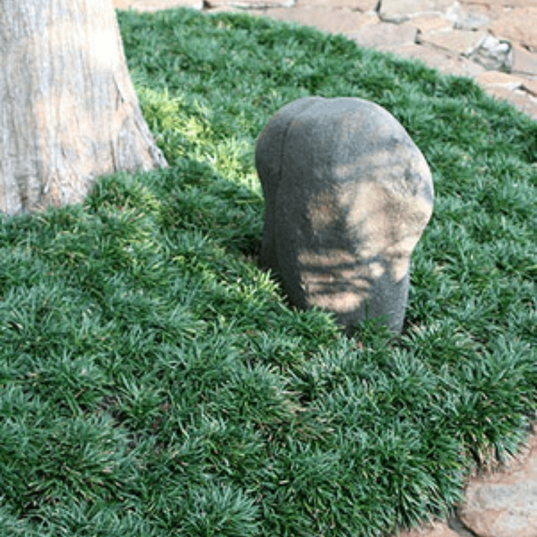premium landscaping plants near me