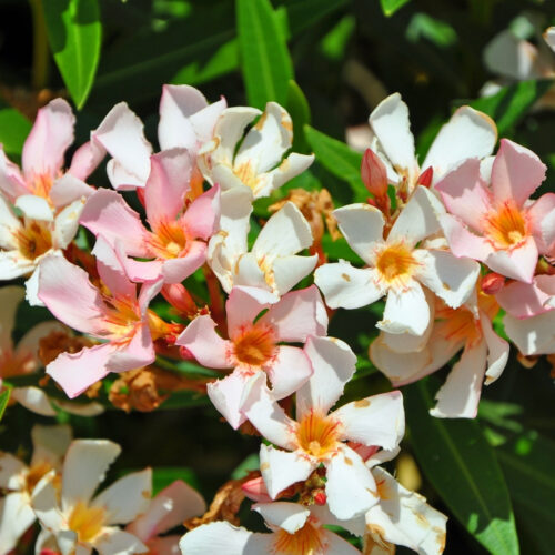 tropical garden center Lakewood Ranch
