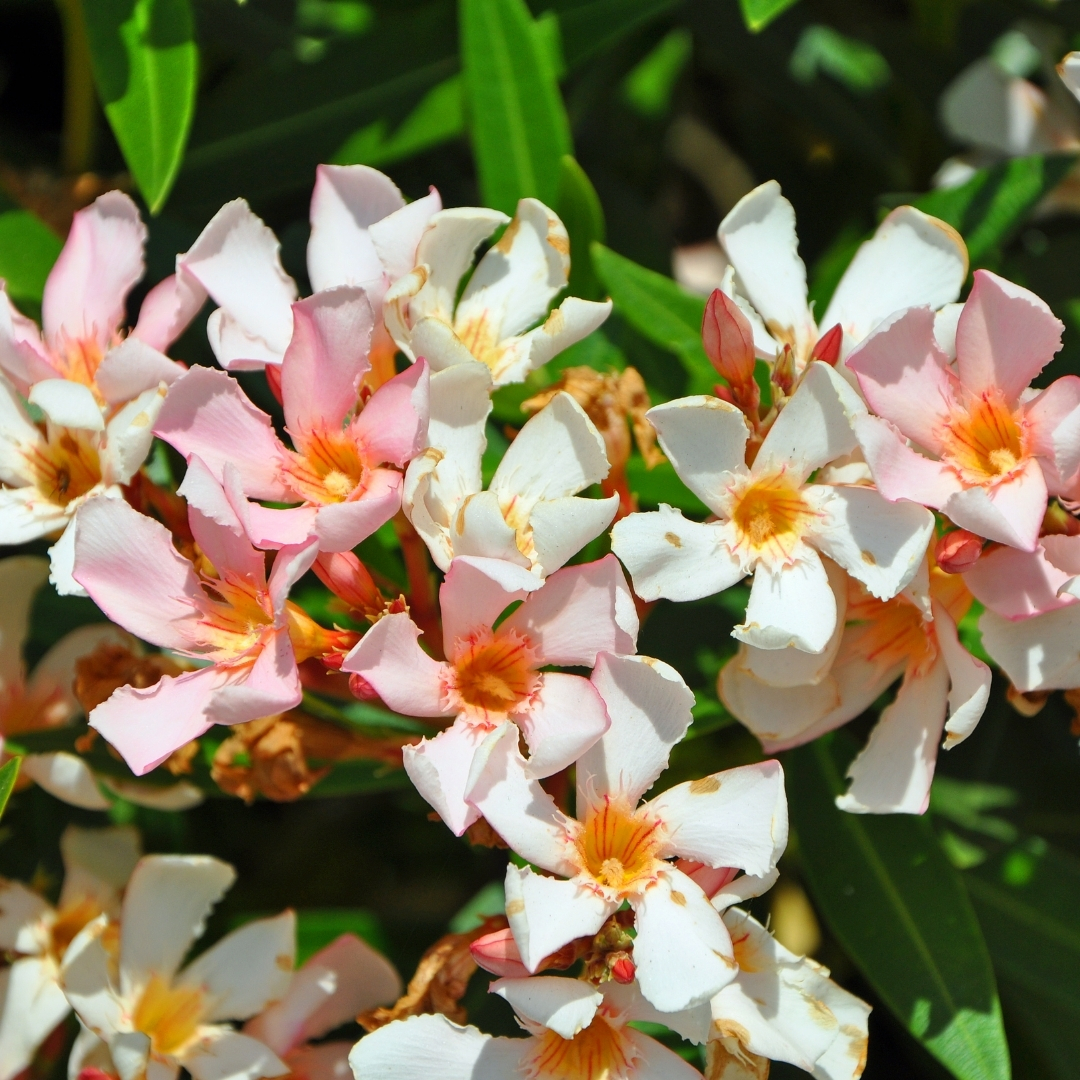 tropical garden center Lakewood Ranch