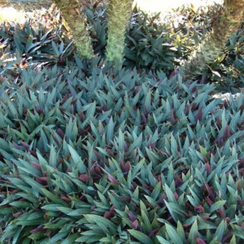 premium garden center with delivery Sarasota