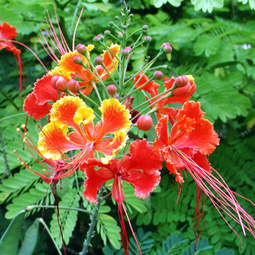 high-quality plants for new landscaping