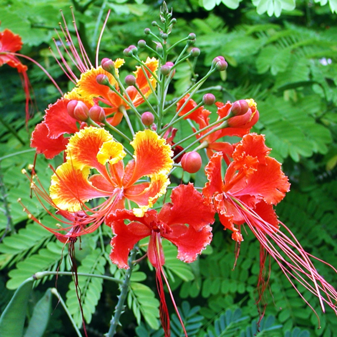 high-quality plants for new landscaping