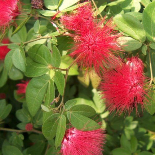 tropical garden center Lakewood Ranch