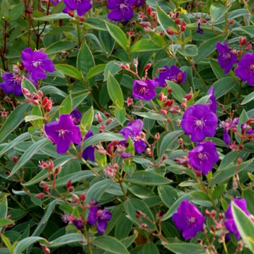 tropical garden center Lakewood Ranch
