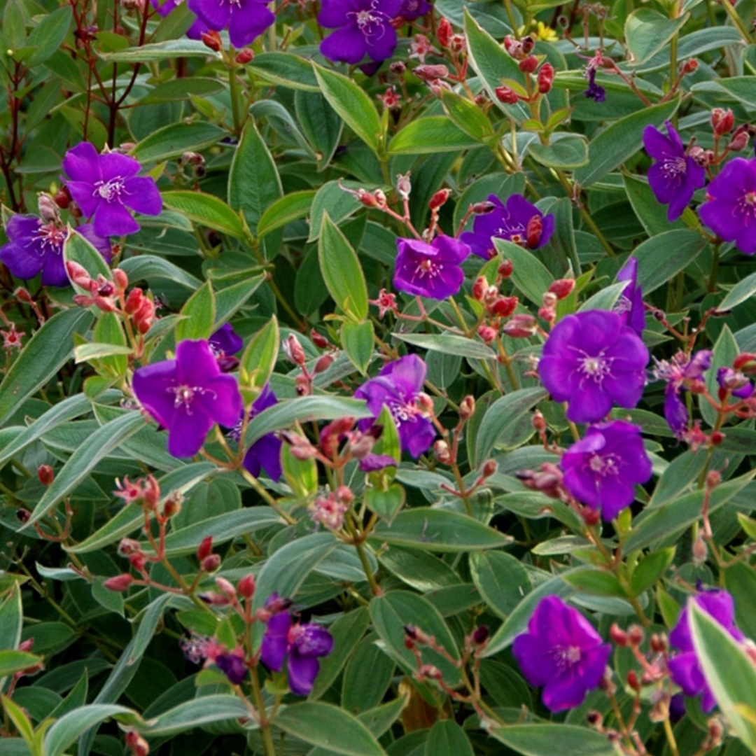 tropical garden center Lakewood Ranch