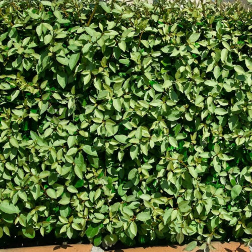 drought tolerant plants for Florida landscaping