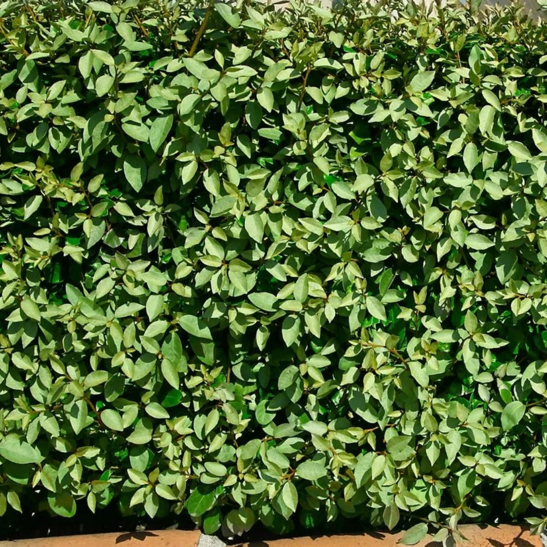 drought tolerant plants for Florida landscaping