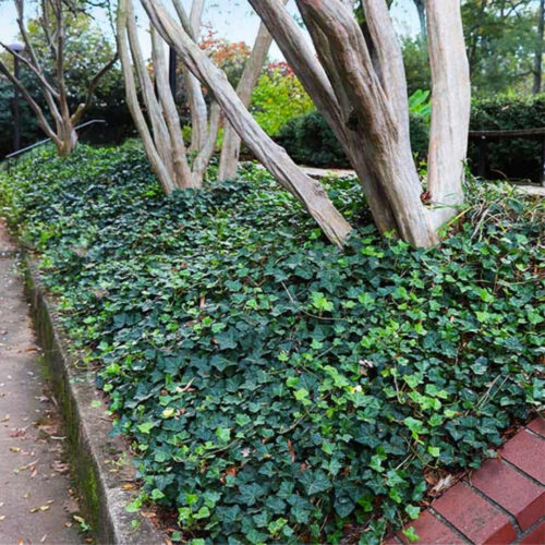 premium garden center with delivery Sarasota