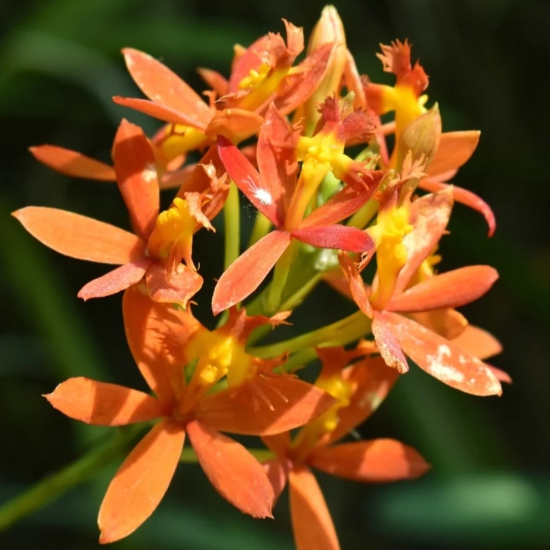 outdoor plants for coastal landscaping