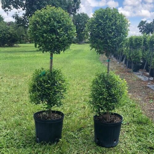 shade tolerant plants for live oak canopy