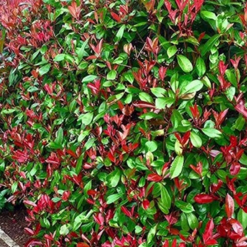 professional plant installation Sarasota