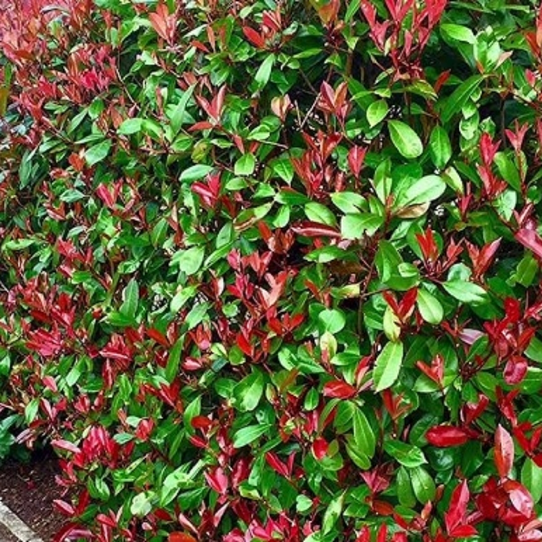 professional plant installation Sarasota