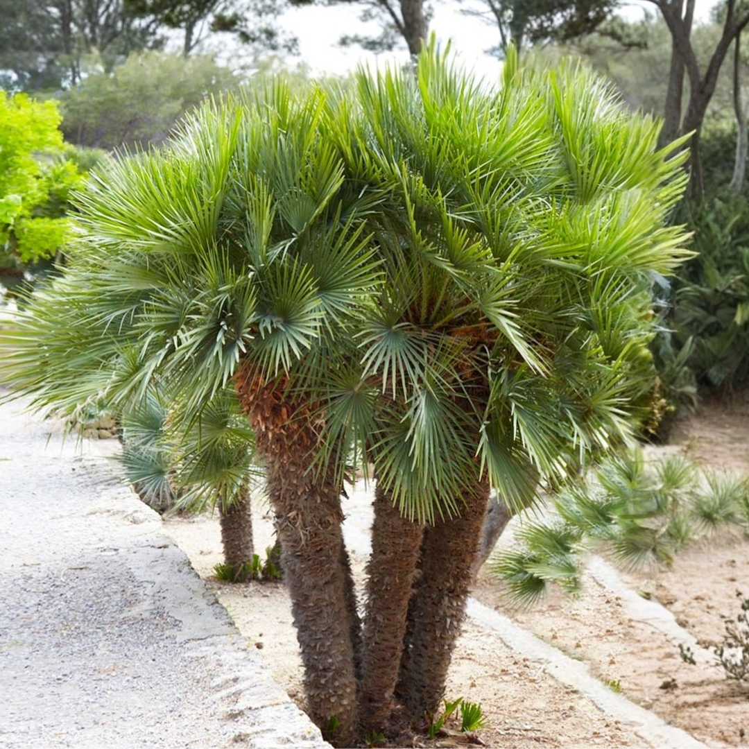 garden inspiration for Florida yards