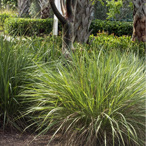 premium landscaping plants near me