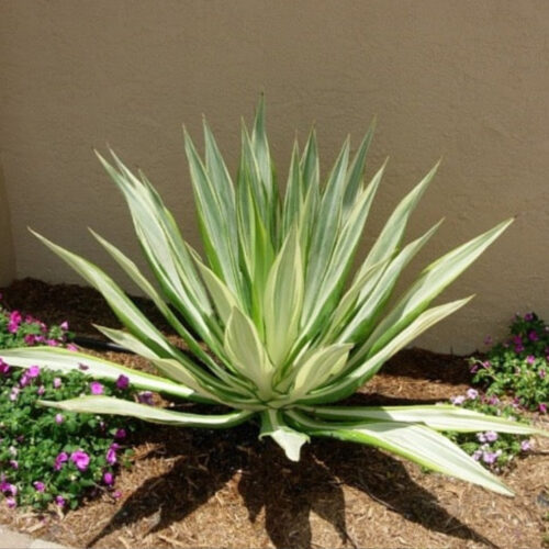native Florida privacy shrubs for coastal homes