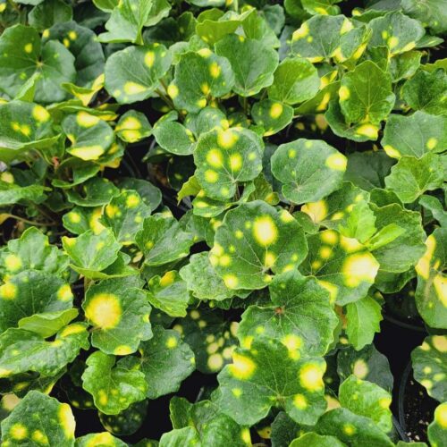 outdoor plants for coastal landscaping