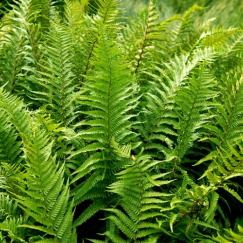 premium garden center with delivery Sarasota