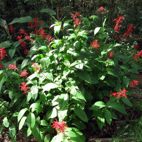 drought tolerant plants for Florida landscaping