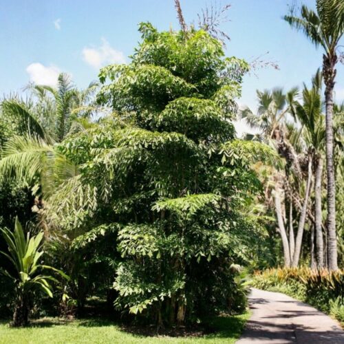 landscape plants for Florida homes