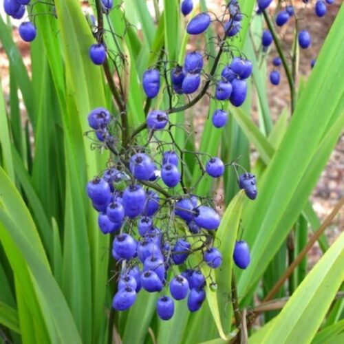 outdoor plants for coastal landscaping