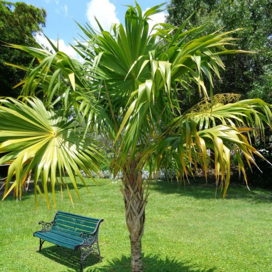 luxury landscape plants for waterfront properties