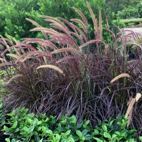 premium landscaping plants near me