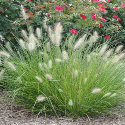 premium landscaping plants near me