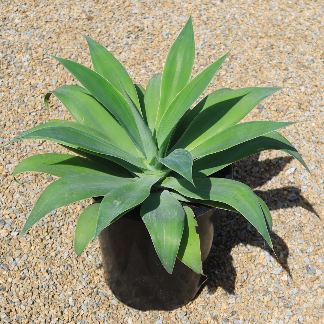 native Florida privacy shrubs for coastal homes