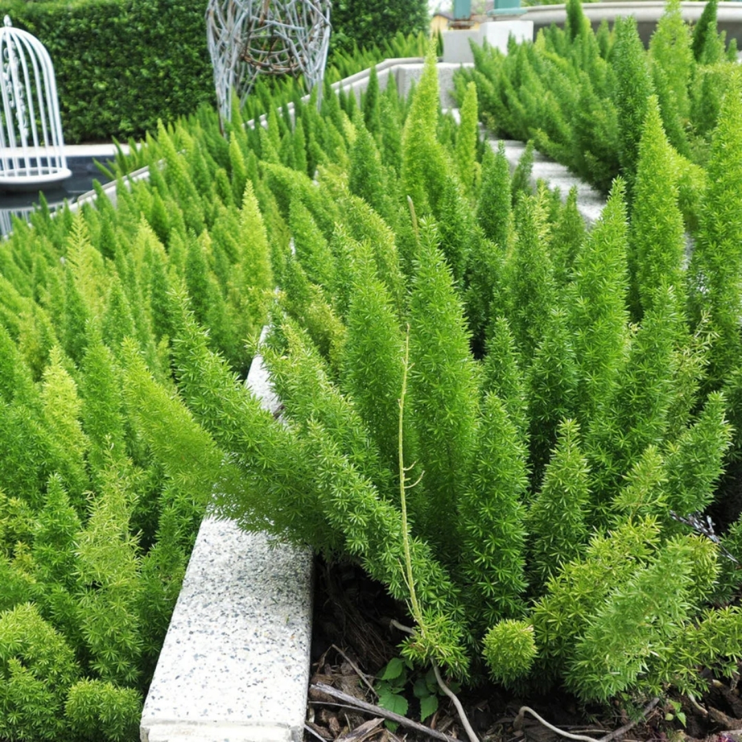 premium garden center with delivery Sarasota