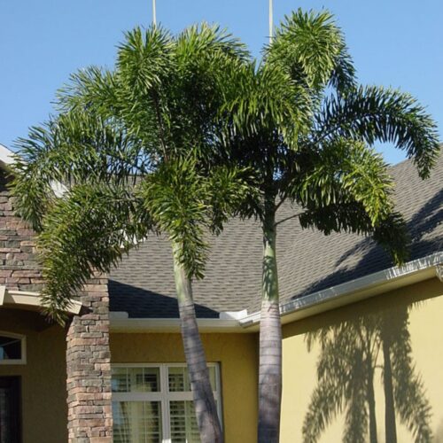 landscape plants for Florida homes