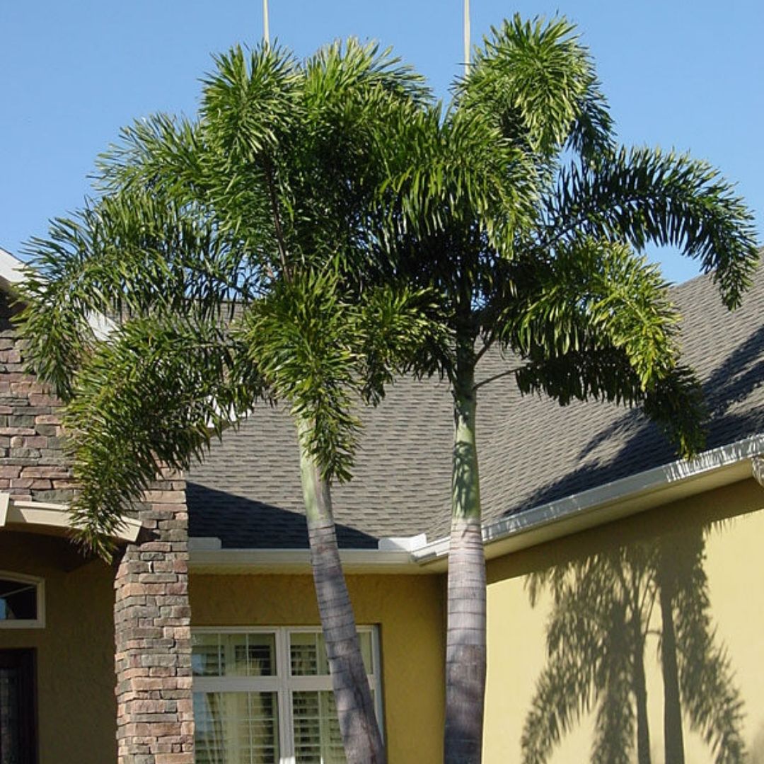 landscape plants for Florida homes