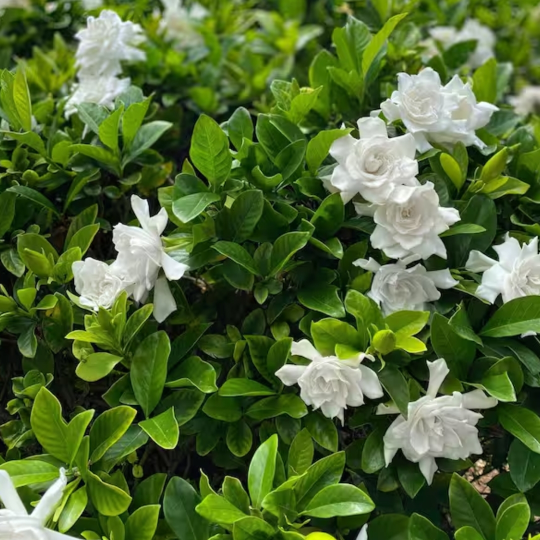 hurricane resistant trees Manatee County