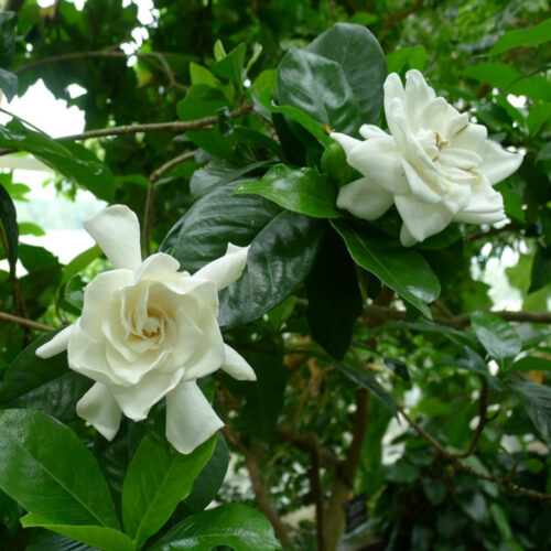 drought tolerant plants for Florida landscaping