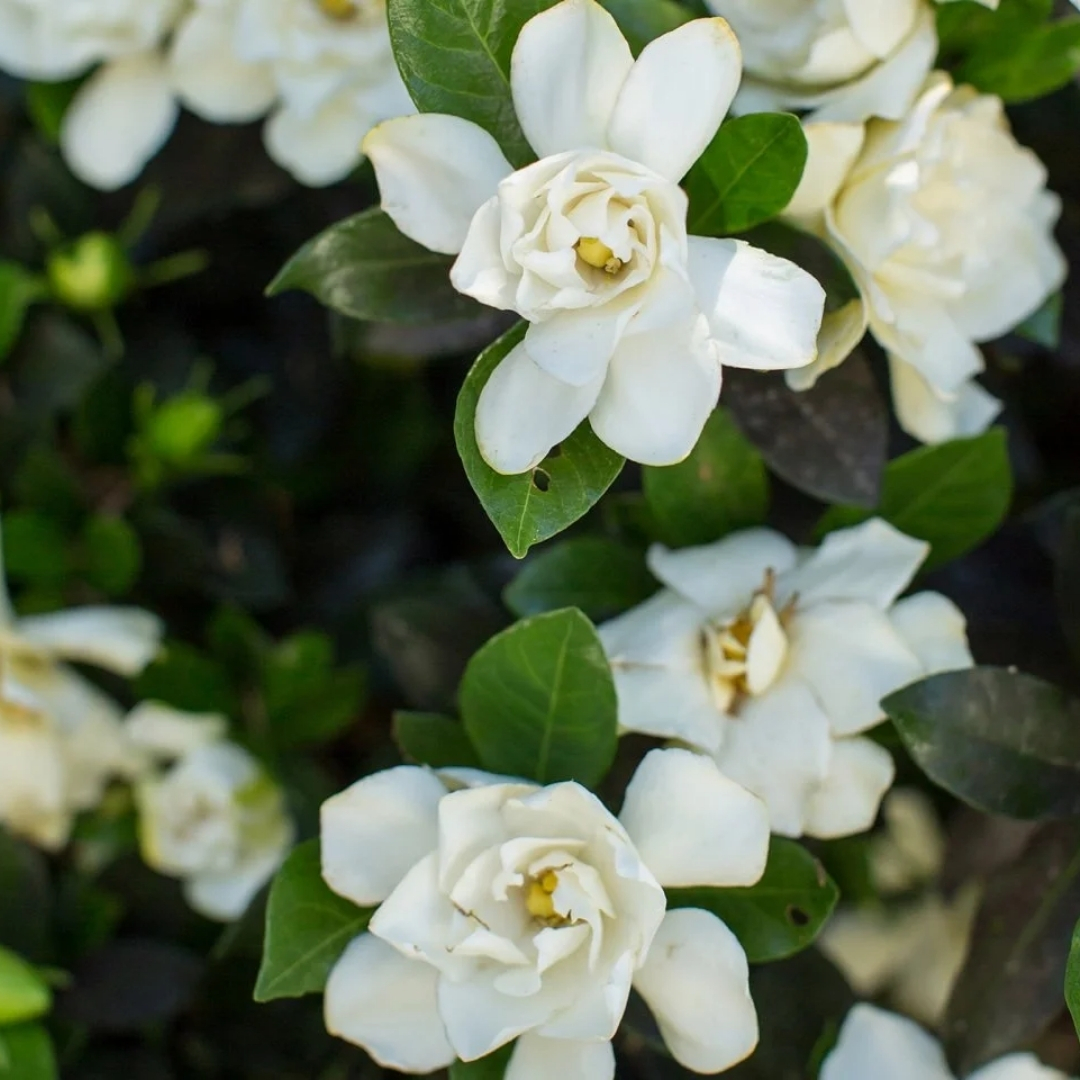 high-quality plants for new landscaping