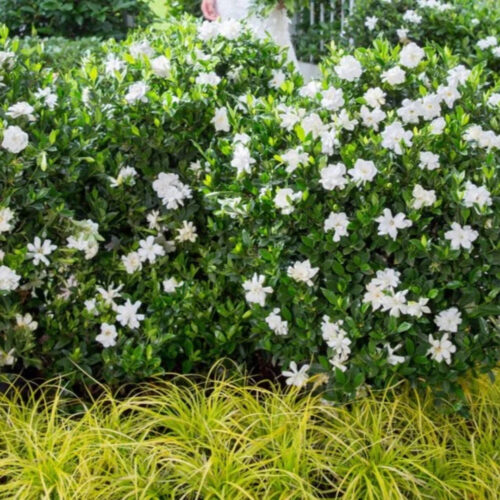 drought tolerant plants for Florida landscaping