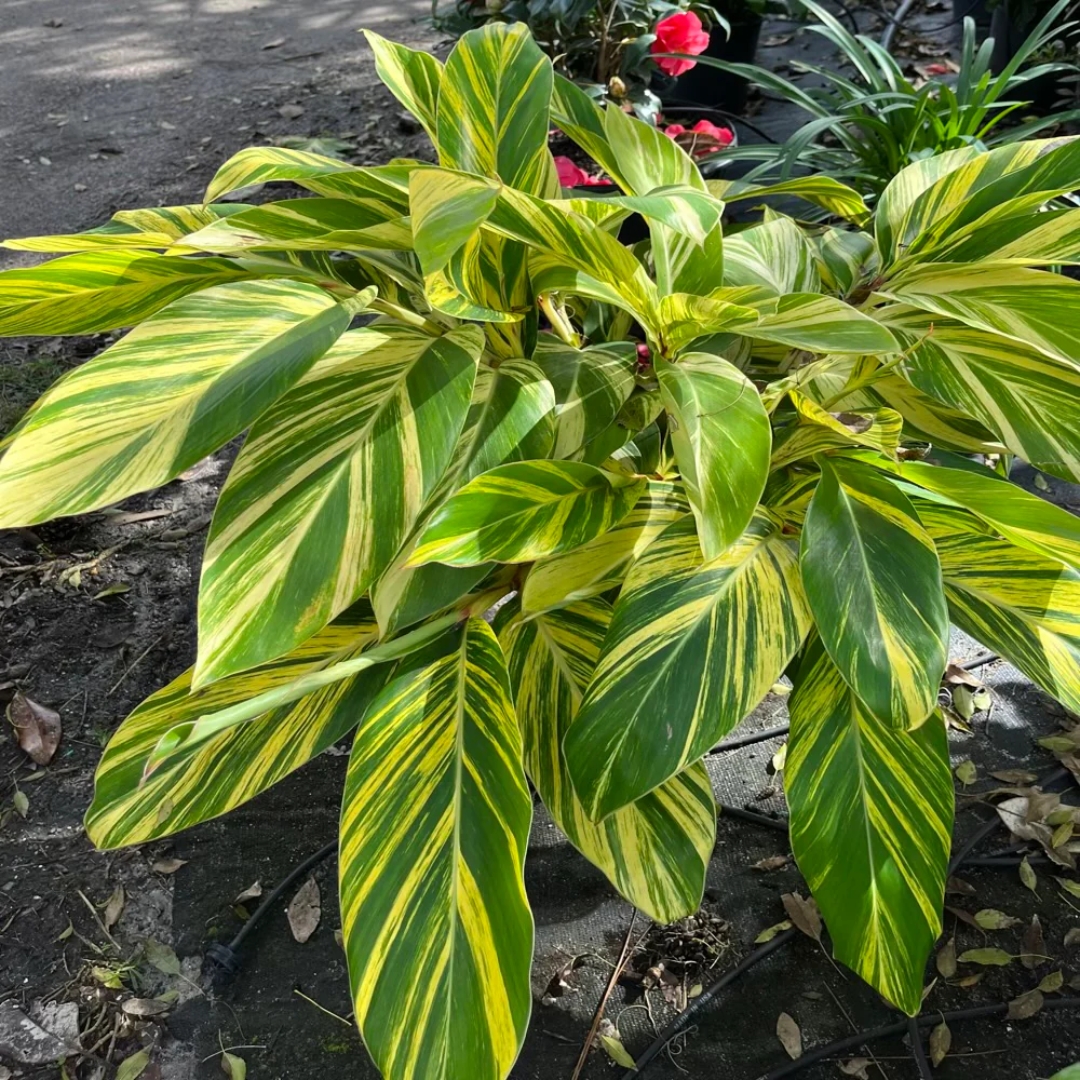 local plant nursery Manatee County