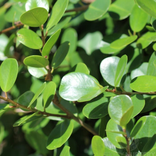 hurricane resistant trees Manatee County