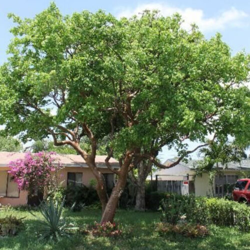 landscape plants for Florida homes