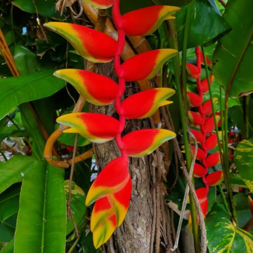 local plant nursery Manatee County