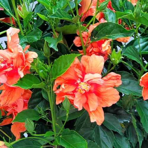 drought tolerant plants for Florida landscaping